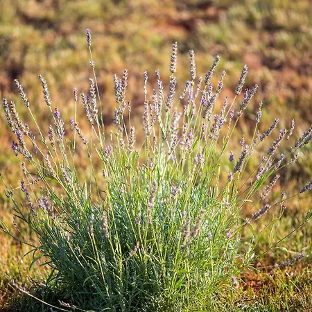 Peaceful Vacation فيلة *