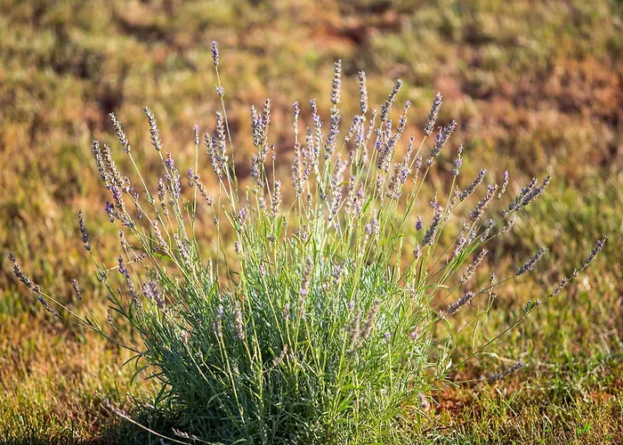 Peaceful Vacation Villa *